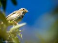 Triguero - Emberiza calandra - Cruixidell