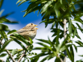 Triguero - Emberiza calandra - Cruixidell