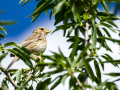 Triguero - Emberiza calandra - Cruixidell