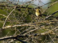Verdecillo