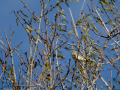 Mosquitero común