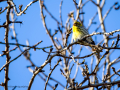 Verdecillo - Serinus serinus - Gafarro pinto