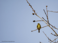 Verdecillo - Serinus serinus - Gafarro pinto