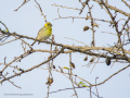 Verdecillo - Serinus serinus - Gafarró