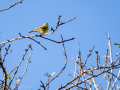 Verdecillo - Serinus serinus - Gafarró