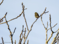 Verdecillo - Serinus serinus - Gafarro pinto