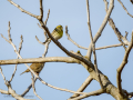 Verdecillo - Serinus serinus - Gafarro pinto