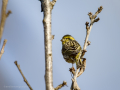 Verdecillo - Serinus serinus - Gafarro pinto