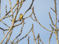 Verdecillo - Serinus serinus - Gafarro pinto