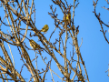Verdecillo - Serinus serinus - Gafarro pinto