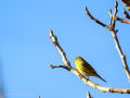 Verdecillo - Serinus serinus - Gafarro pinto