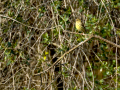 Verdecillo - Serinus serinus - Gafarro pinto