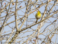 Verdecillo - Serinus serinus - Gafarro pinto