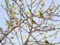 Verdecillo - Serinus serinus - Gafarro pinto