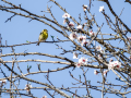 Verdecillo - Serinus serinus - Gafarro pinto
