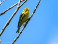 Verdecillo - Serinus serinus - Gafarro pinto