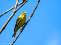 Verdecillo - Serinus serinus - Gafarro pinto