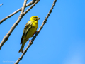Verdecillo - Serinus serinus - Gafarro pinto