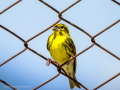 Verdecillo - Serinus serinus - Gafarro pinto