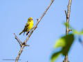 Verdecillo - Serinus serinus - Gafarro pinto