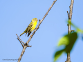 Verdecillo - Serinus serinus - Gafarro pinto