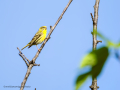 Verdecillo - Serinus serinus - Gafarro pinto