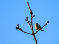 Verdecillo - Serinus serinus - Gafarro pinto