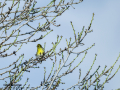Verdecillo - Serinus serinus - Gafarro pinto