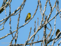 Verdecillo - Serinus serinus - Gafarro pinto