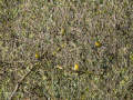 Verdecillo - Serinus serinus - Gafarro pinto