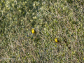 Verdecillo - Serinus serinus - Gafarro pinto