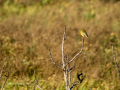 Verderón común - Chloris chloris - Verderol