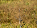 Verderón común - Chloris chloris - Verderol