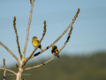 Verderón común - Chloris chloris - Verderol
