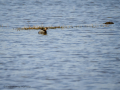 Zampullin Comun - Tachybaptus ruficollis - Cabusset comú