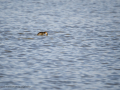 Zampullin Comun - Tachybaptus ruficollis - Cabusset comú