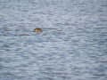 Zampullin Comun - Tachybaptus ruficollis - Cabusset comú