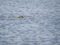 Zampullin Comun - Tachybaptus ruficollis - Cabusset comú