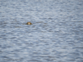 Zampullin Comun - Tachybaptus ruficollis - Cabusset comú