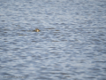 Zampullin Comun - Tachybaptus ruficollis - Cabusset comú