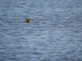Zampullin Comun - Tachybaptus ruficollis - Cabusset comú