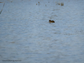 Zampullin Comun - Tachybaptus ruficollis - Cabusset comú