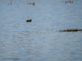 Zampullin Comun - Tachybaptus ruficollis - Cabusset comú