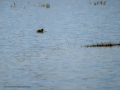 Zampullin Comun - Tachybaptus ruficollis - Cabusset comú
