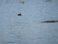 Zampullin Comun - Tachybaptus ruficollis - Cabusset comú