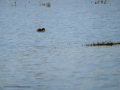 Zampullin Comun - Tachybaptus ruficollis - Cabusset comú
