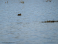 Zampullin Comun - Tachybaptus ruficollis - Cabusset comú