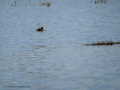 Zampullin Comun - Tachybaptus ruficollis - Cabusset comú