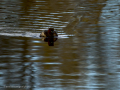 Zampullin Comun - Tachybaptus ruficollis - Cabusset comú