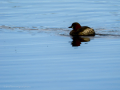Zampullin Comun - Tachybaptus ruficollis - Cabusset comú